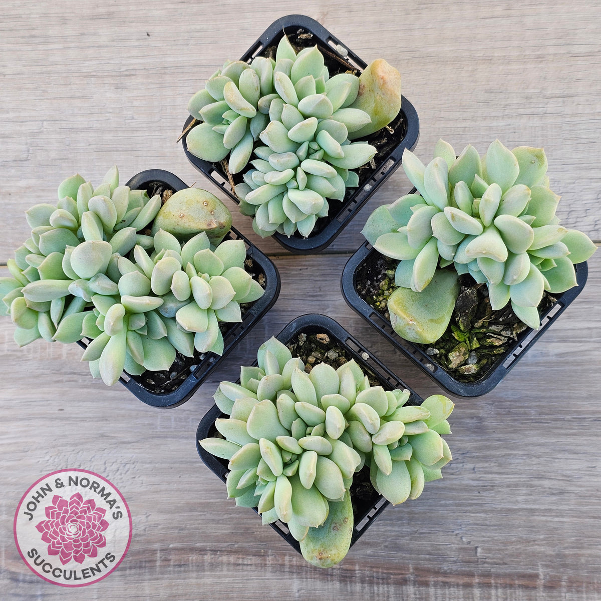 Echeveria 'Choux Cream' Crested