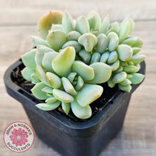 Load image into Gallery viewer, Echeveria 'Choux Cream' Crested
