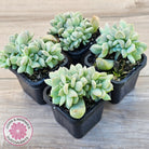 Echeveria 'Choux Cream' Crested