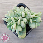 Echeveria 'Choux Cream' Crested