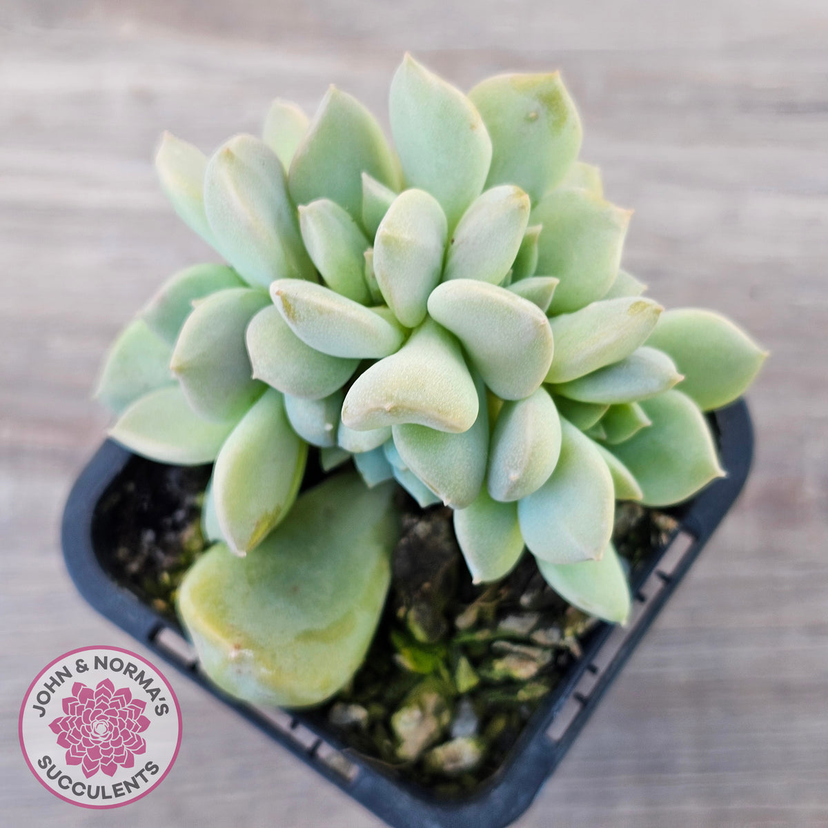 Echeveria 'Choux Cream' Crested