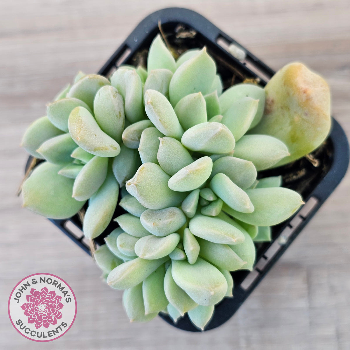 Echeveria 'Choux Cream' Crested