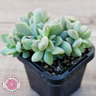 Echeveria 'Choux Cream' Crested