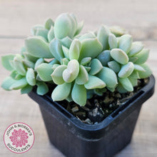 Load image into Gallery viewer, Echeveria 'Choux Cream' Crested
