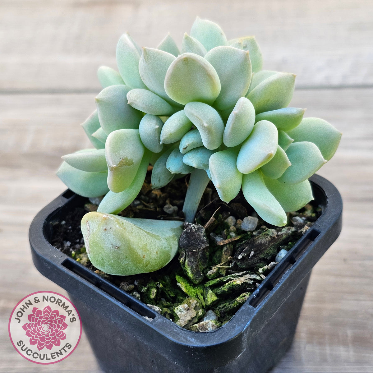 Echeveria 'Choux Cream' Crested
