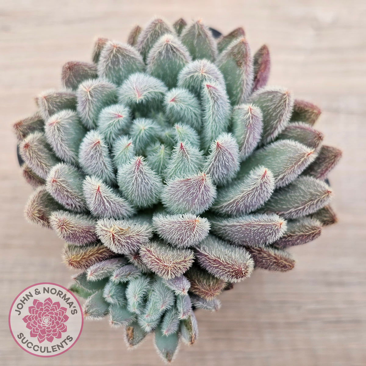 Echeveria 'Comet' setosa v. minor (double heads)