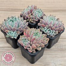 Load image into Gallery viewer, Echeveria &#39;Comet&#39; setosa v. minor (double heads)
