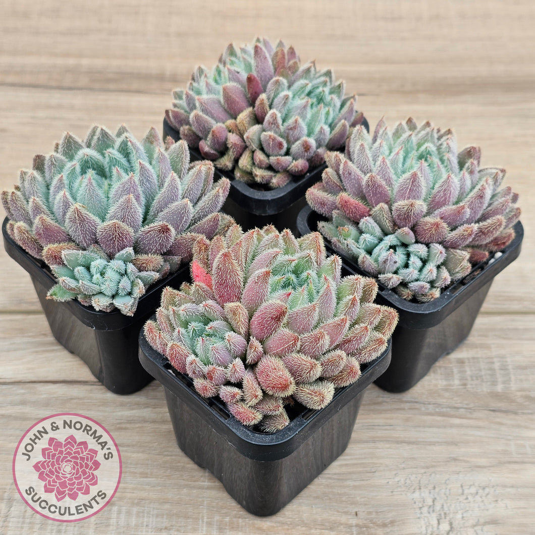 Echeveria 'Comet' setosa v. minor (double heads)
