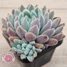 Load image into Gallery viewer, Echeveria &#39;Comet&#39; setosa v. minor (double heads)
