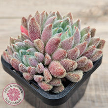 Load image into Gallery viewer, Echeveria &#39;Comet&#39; setosa v. minor (double heads)
