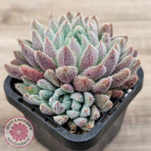 Load image into Gallery viewer, Echeveria &#39;Comet&#39; setosa v. minor (double heads)
