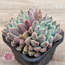 Load image into Gallery viewer, Echeveria &#39;Comet&#39; setosa v. minor (double heads)
