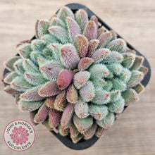 Load image into Gallery viewer, Echeveria &#39;Comet&#39; setosa v. minor (double heads)
