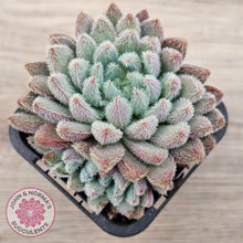 Load image into Gallery viewer, Echeveria &#39;Comet&#39; setosa v. minor (double heads)

