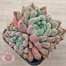 Load image into Gallery viewer, Echeveria &#39;Comet&#39; setosa v. minor (double heads)
