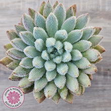 Load image into Gallery viewer, Echeveria 'Comet' setosa v. minor
