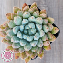 Load image into Gallery viewer, Echeveria 'Comet' setosa v. minor

