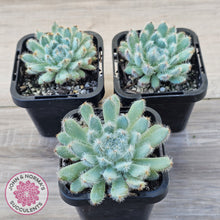 Load image into Gallery viewer, Echeveria 'Comet' setosa v. minor
