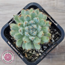 Load image into Gallery viewer, Echeveria 'Comet' setosa v. minor
