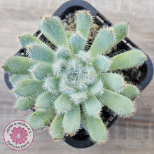Load image into Gallery viewer, Echeveria 'Comet' setosa v. minor
