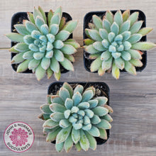Load image into Gallery viewer, Echeveria 'Comet' setosa v. minor
