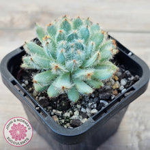Load image into Gallery viewer, Echeveria 'Comet' setosa v. minor

