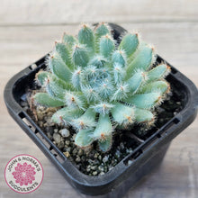 Load image into Gallery viewer, Echeveria 'Comet' setosa v. minor

