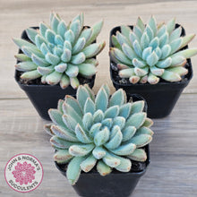 Load image into Gallery viewer, Echeveria 'Comet' setosa v. minor
