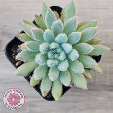 Load image into Gallery viewer, Echeveria 'Comet' setosa v. minor
