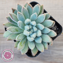 Load image into Gallery viewer, Echeveria 'Comet' setosa v. minor
