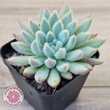 Load image into Gallery viewer, Echeveria 'Comet' setosa v. minor
