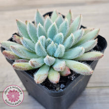 Load image into Gallery viewer, Echeveria 'Comet' setosa v. minor
