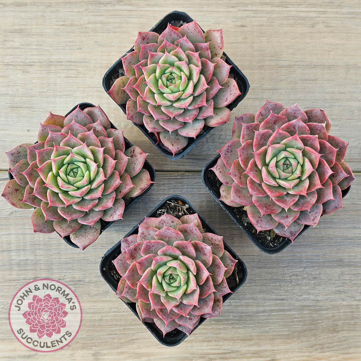 Echeveria 'Conch Girl' aka 'Seashell'