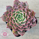 Echeveria 'Conch Girl' aka 'Seashell'