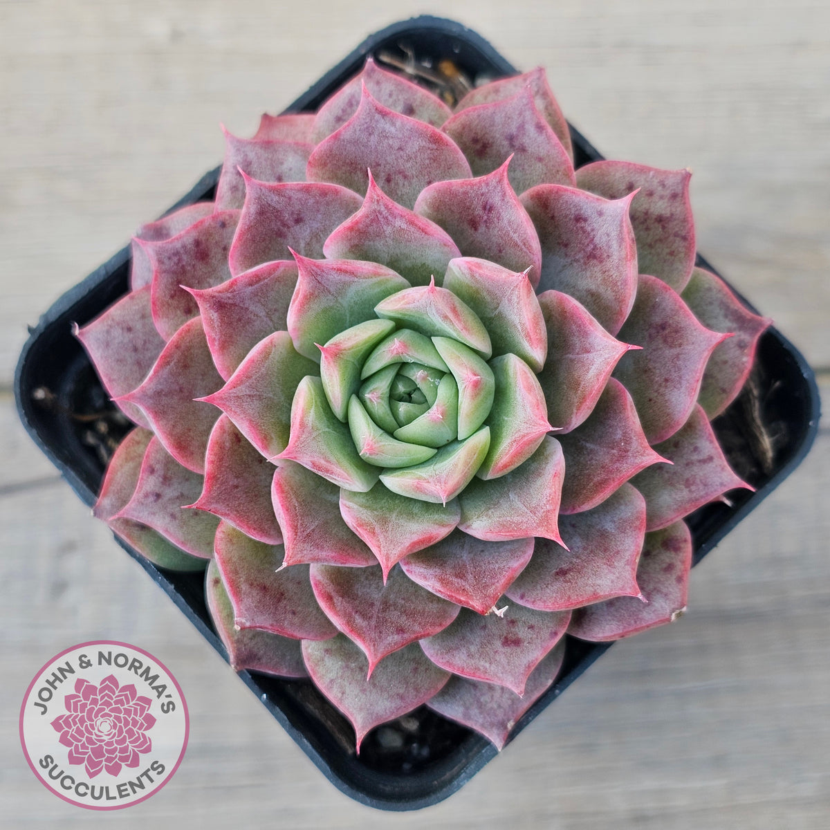 Echeveria 'Conch Girl' aka 'Seashell'