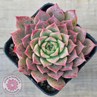 Echeveria 'Conch Girl' aka 'Seashell'