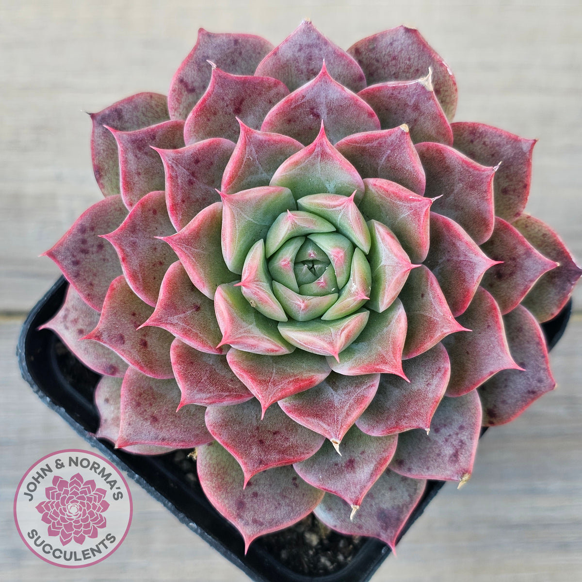 Echeveria 'Conch Girl' aka 'Seashell'