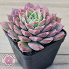 Echeveria 'Conch Girl' aka 'Seashell'