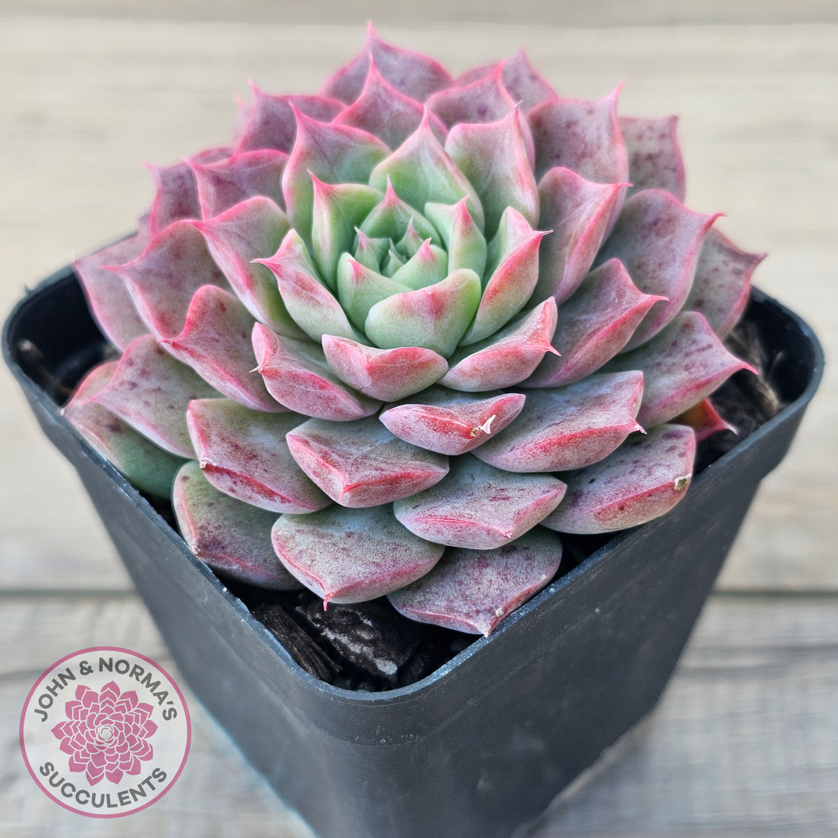 Echeveria 'Conch Girl' aka 'Seashell'