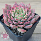 Echeveria 'Conch Girl' aka 'Seashell'