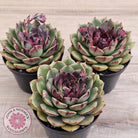 Echeveria 'Coral Rose' (lg)