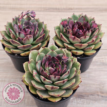 Load image into Gallery viewer, Echeveria &#39;Coral Rose&#39; (lg)
