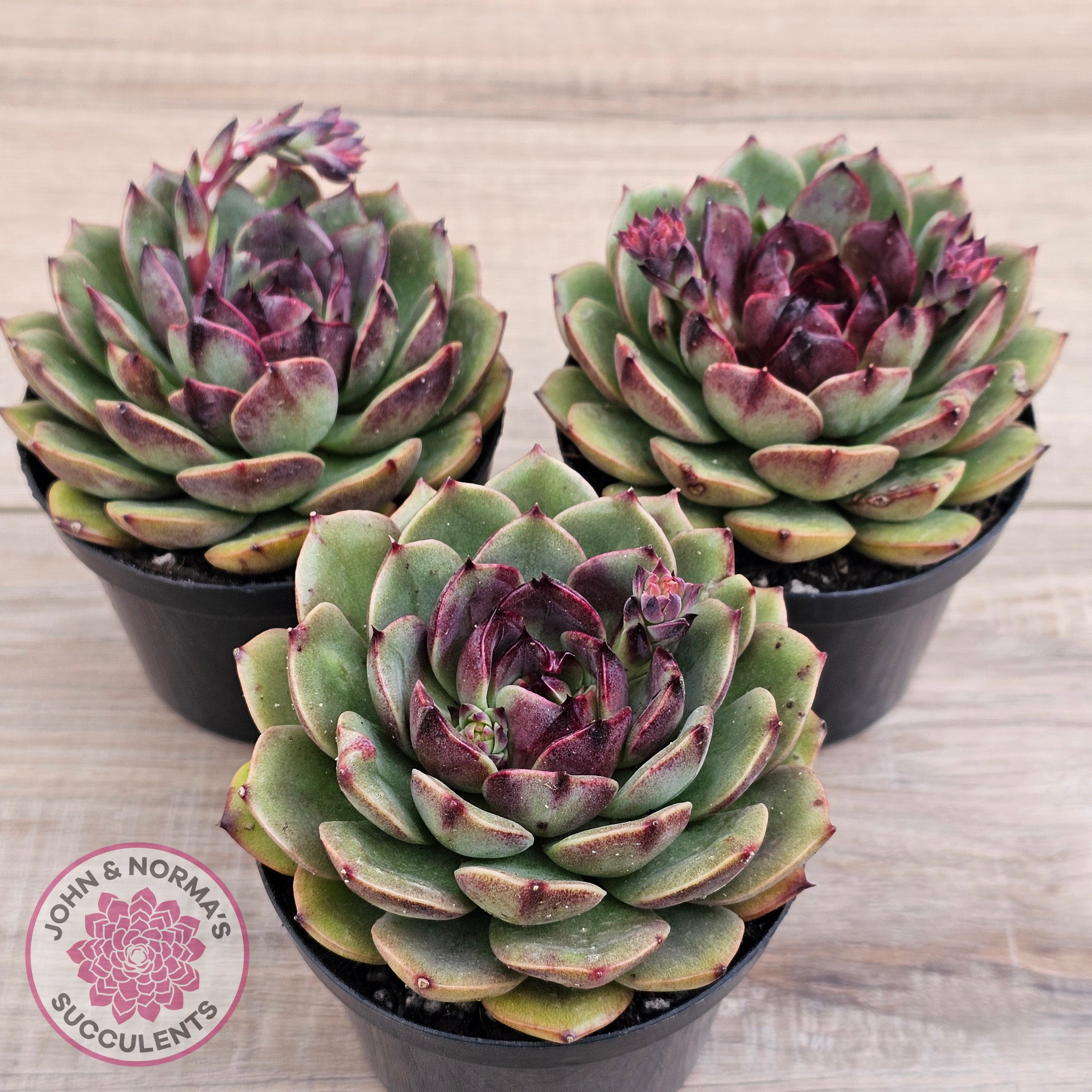 Buy Echeveria 'Coral Rose' (lg) Australia