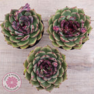 Echeveria 'Coral Rose' (lg)
