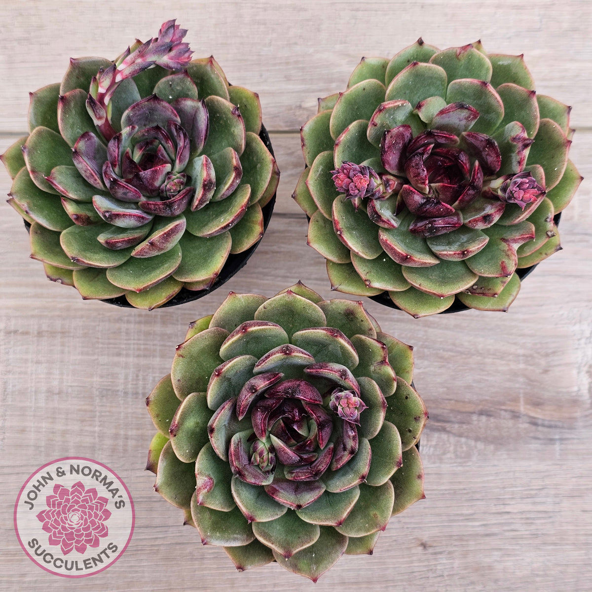 Echeveria 'Coral Rose' (lg)