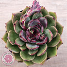 Echeveria 'Coral Rose' (lg)