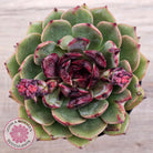 Echeveria 'Coral Rose' (lg)