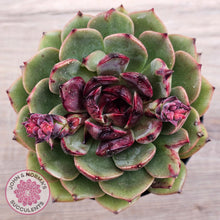 Load image into Gallery viewer, Echeveria &#39;Coral Rose&#39; (lg)
