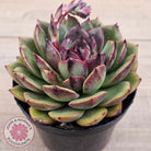 Echeveria 'Coral Rose' (lg)