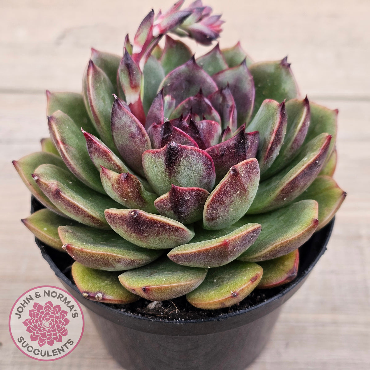 Echeveria 'Coral Rose' (lg)